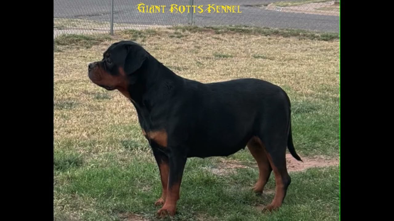 Big Block Head 1 Year Old Female Puppy Rottweiler