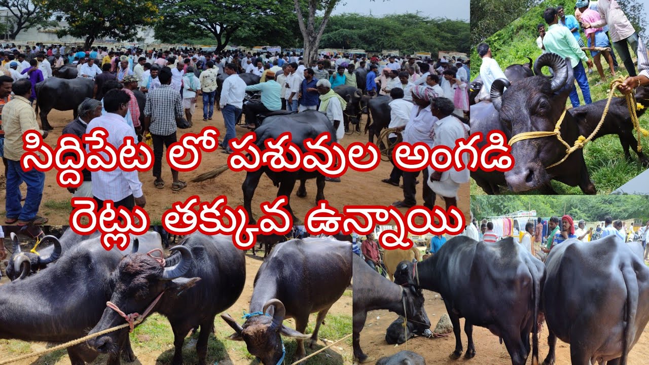 సిద్దిపేట మార్కెట్ లో 30/8/23 రోజున మంచి మేలైన పాల జాతి పశువులు రావడం జరిగింది వాటి ధర తెలుసుకుందాం