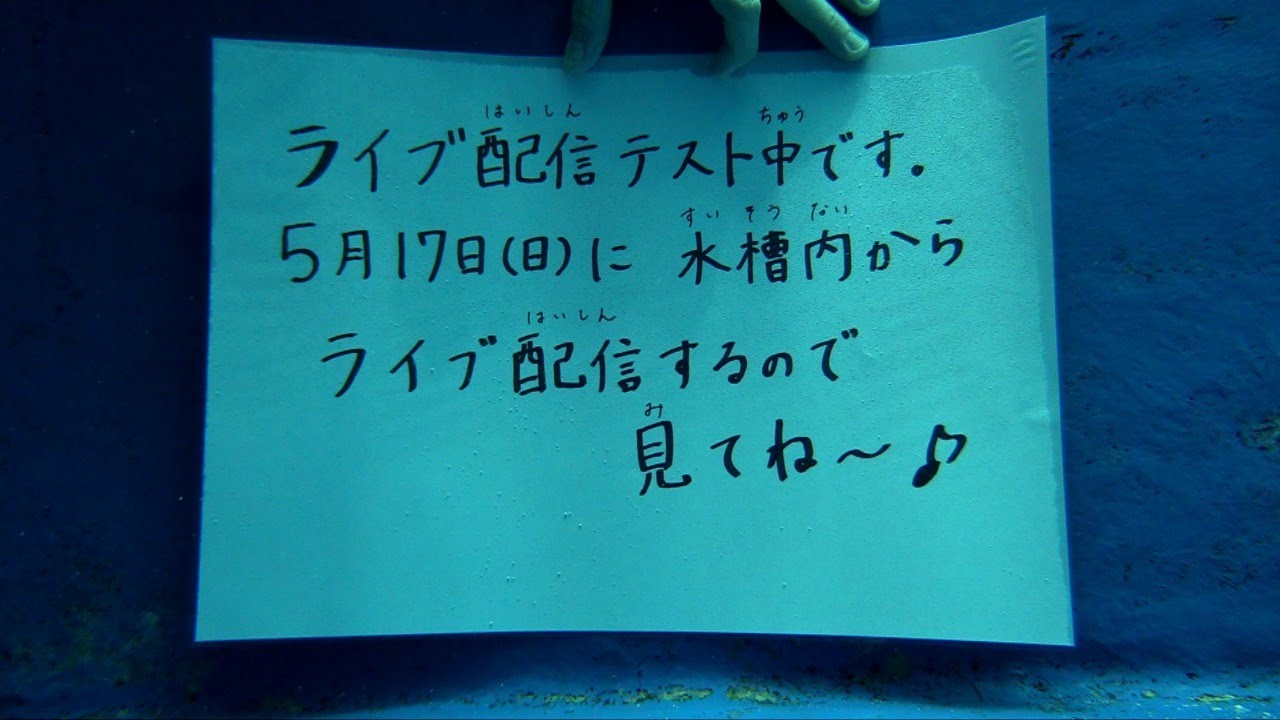 【ライブ配信テスト】黒潮の海　水中映像