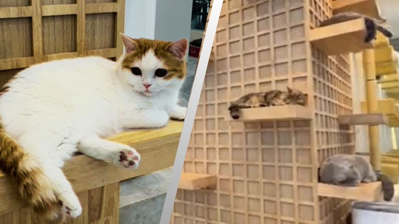 Purrfect Happiness at a Cat Caf&eacute; in Thailand 🐱✨Mali Cat Cafe & Bar Nimman Chiang Mai