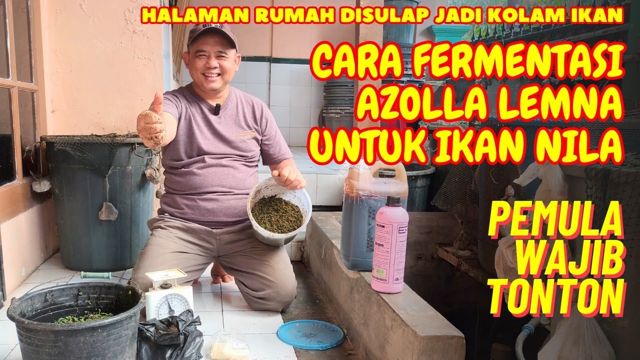 CARA FERMENTASI AZOLLA LEMNA AGAR MUDAH DICERNA IKAN NILA ORGANIK (100% FULL ORGANIK TANPA PELET)