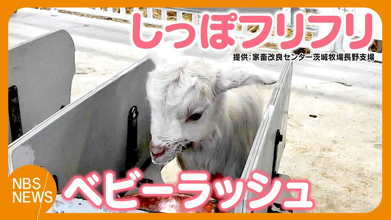 しっぽフリフリ！25頭の赤ちゃん「ヤギのベビーラッシュ」　元気いっぱい“ミルクのお時間”　70頭に増える予定