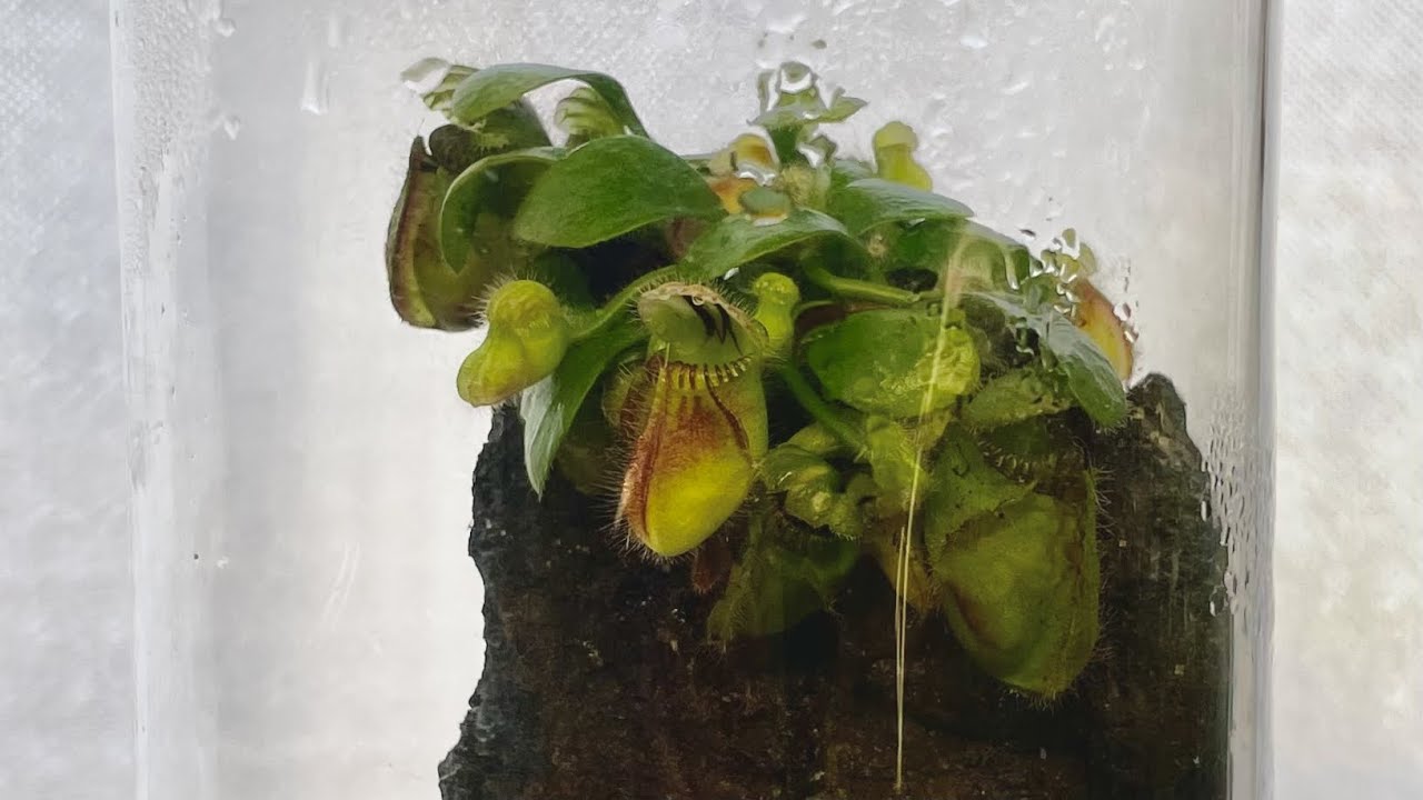 How I Made a Pitcher Plant Terrarium in a Pitcher (World’s First?)