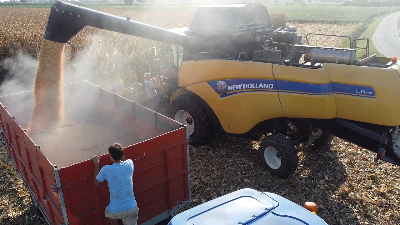 Trebbiatura mais con New Holland CX5090