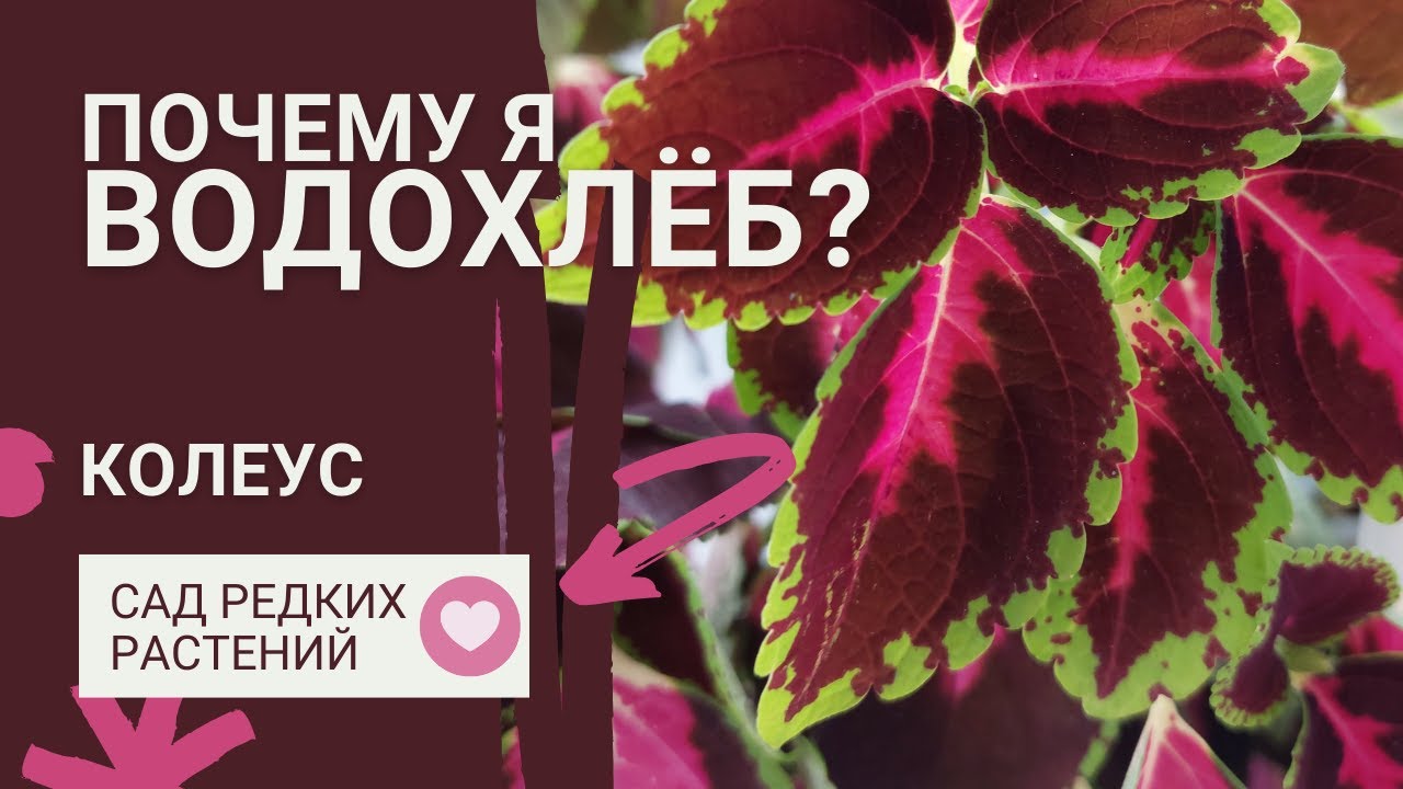 Как поливать колеус? Золотые правила для успешного выращивания