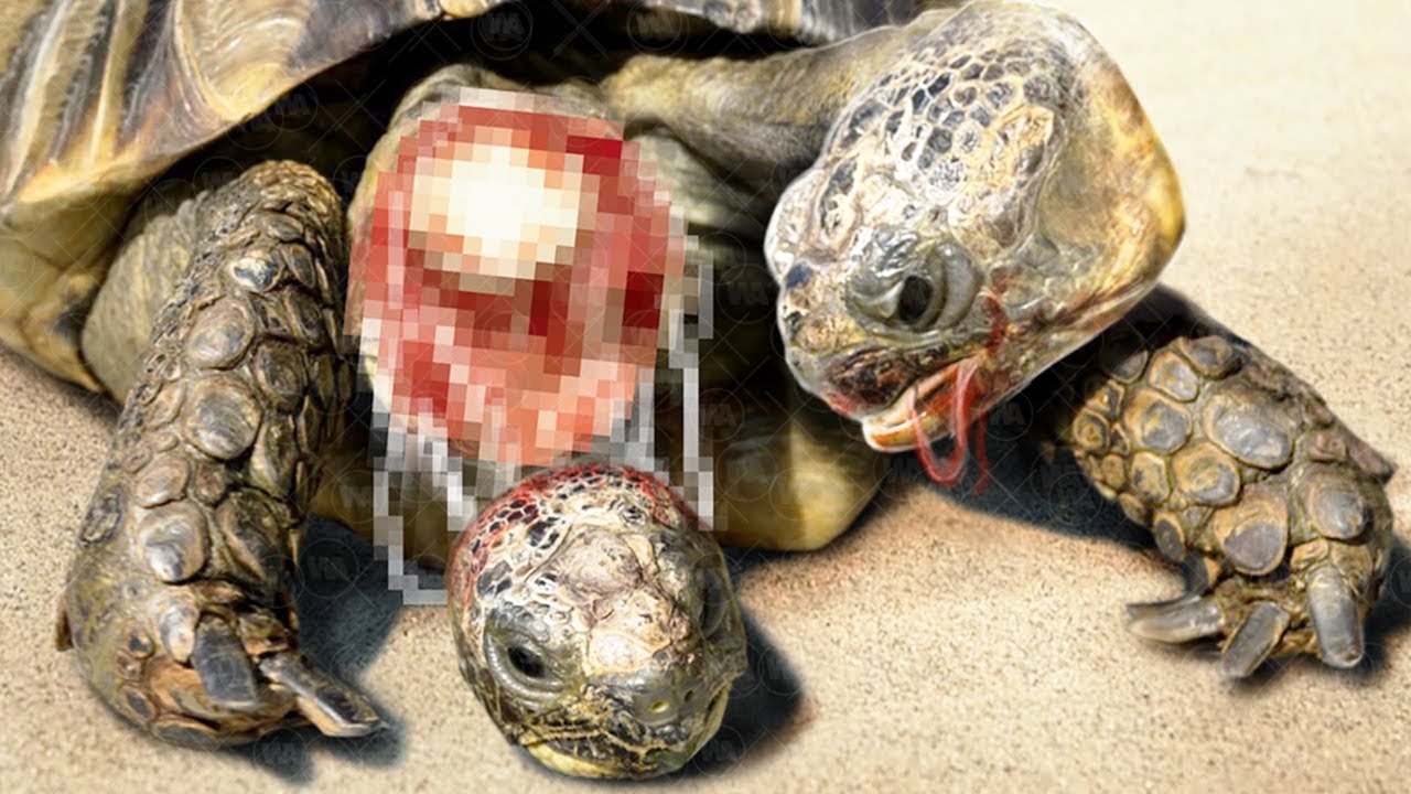 Les 100 Choses les Plus Stupides Que Font les Animaux