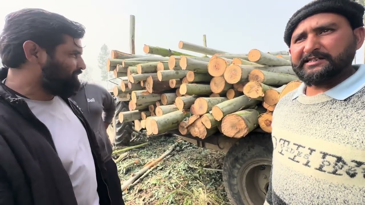 9084125000भारत में P23 खेती की सच्चाई  #p23 #eucalyptus 