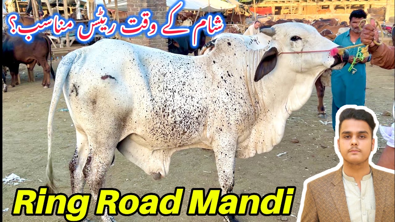 Ring Road Maweshi Mandi Peshawar||Khubsurat or Bary Janwar agye Mandi my😍