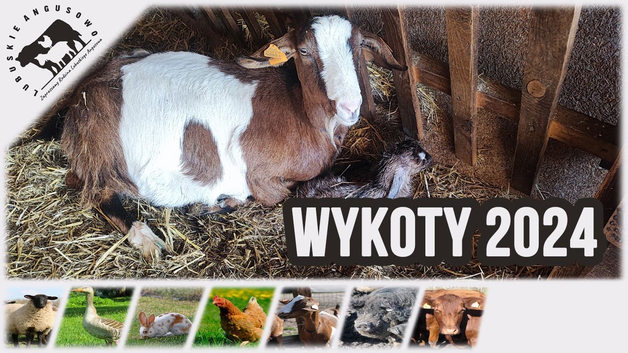 Lubuskie Angusowo - S6 E32 - Wykoty kóz 2024 i o... cholesterolu