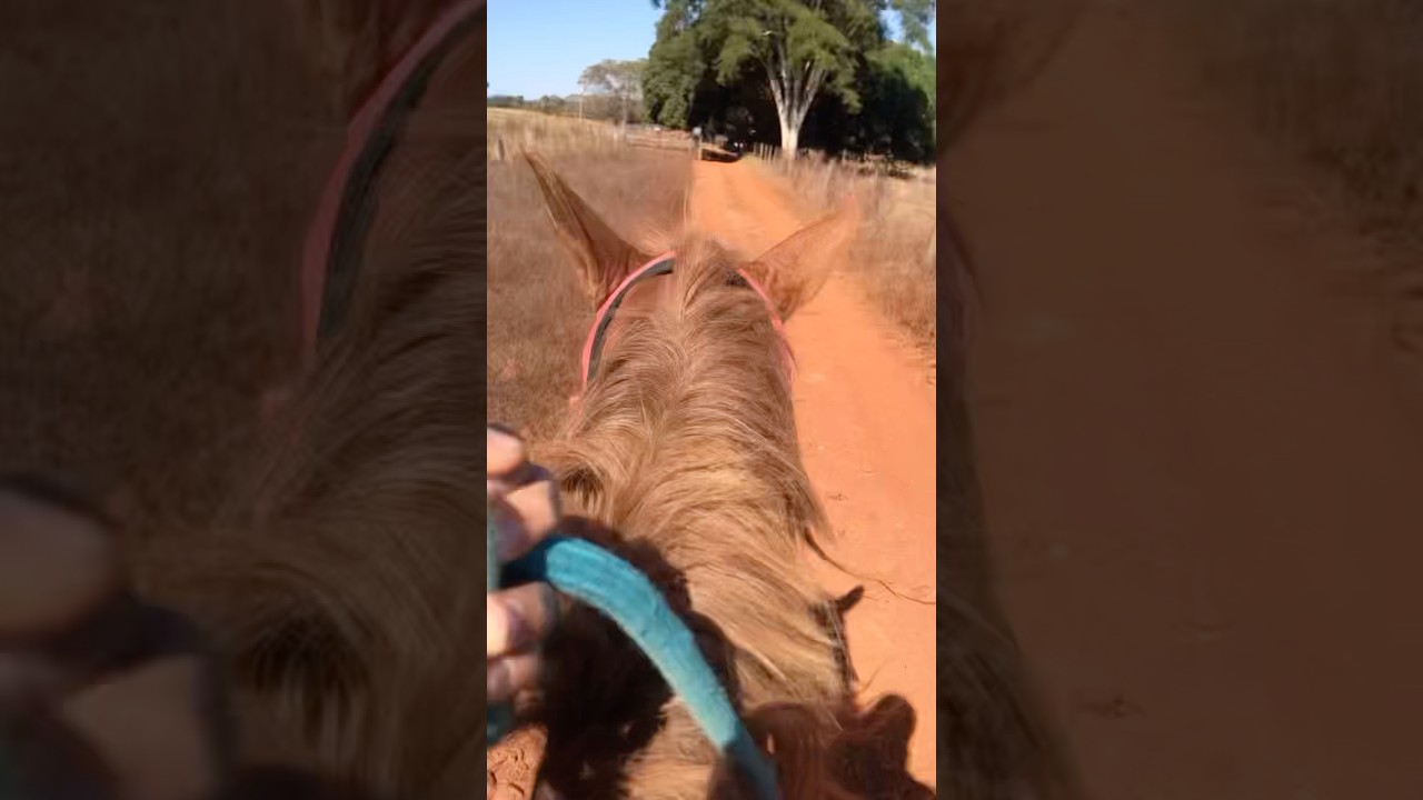 😍📸🪶 #horse #pecuarista #cavalo #playvaquejada #cavalos #fazenda #animals #cavalgada