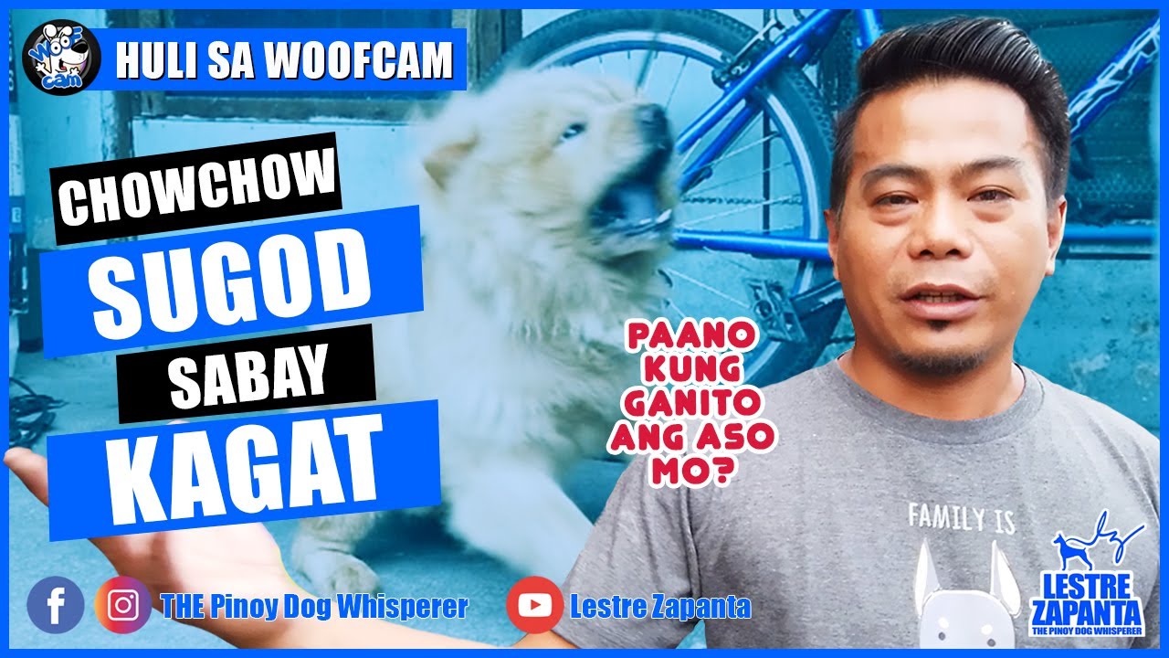 WOOFCAM: Pinoy Dog Whisperer sinugod ng Chow Chow