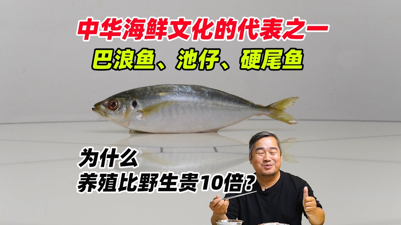 中华南方海鲜文化的代表巴浪鱼、池鱼、硬尾鱼是什么鱼？为什么养殖的比野生的贵10倍？