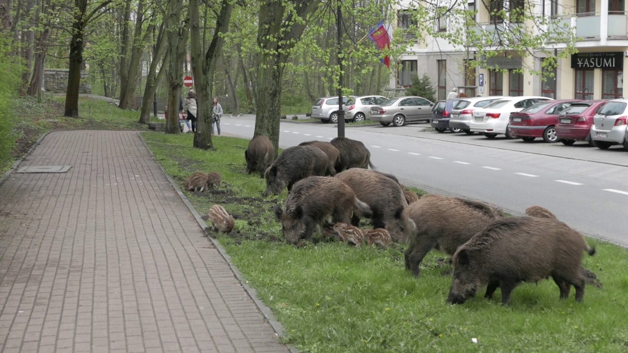 Wild boar