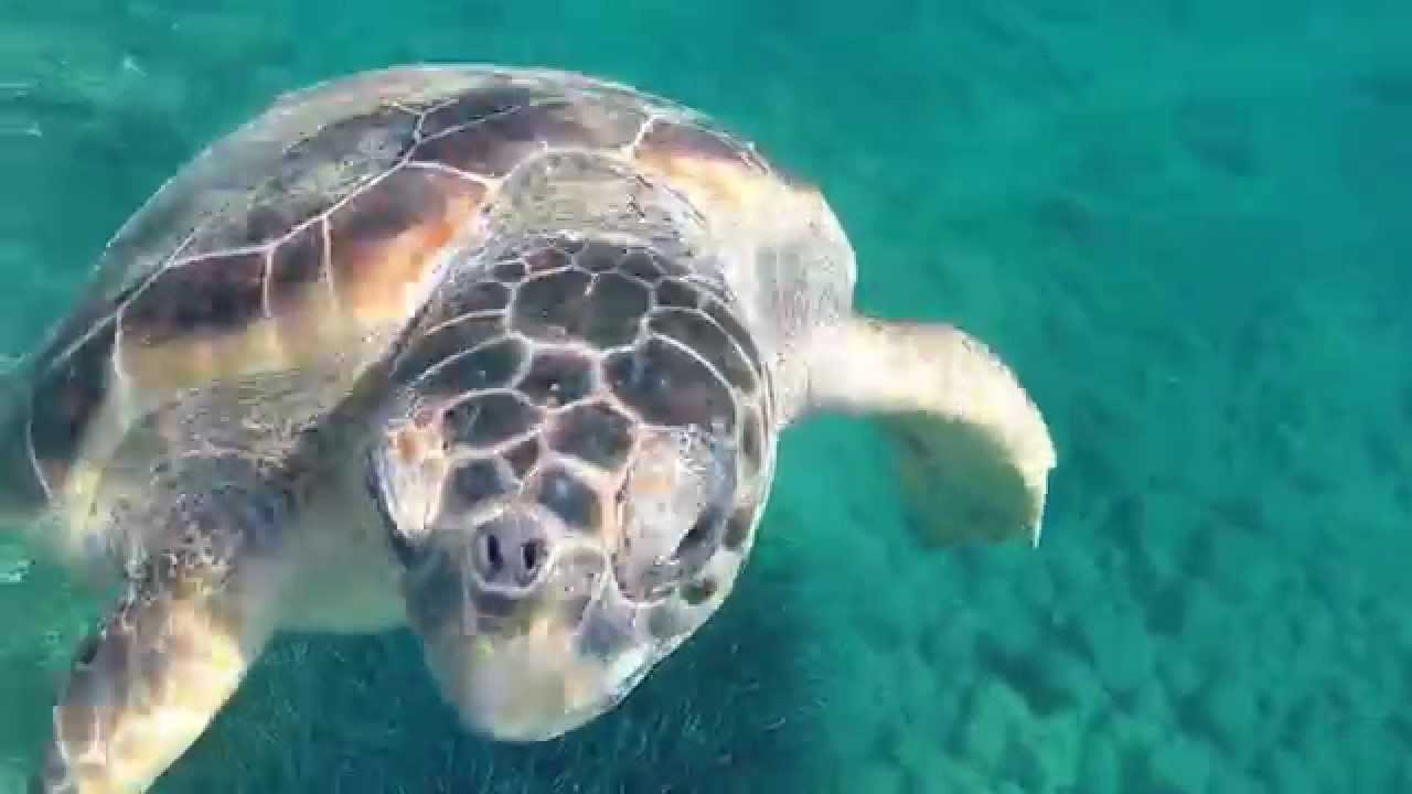 Snorkeling with Loggerhead Turtle in Crete, Greece