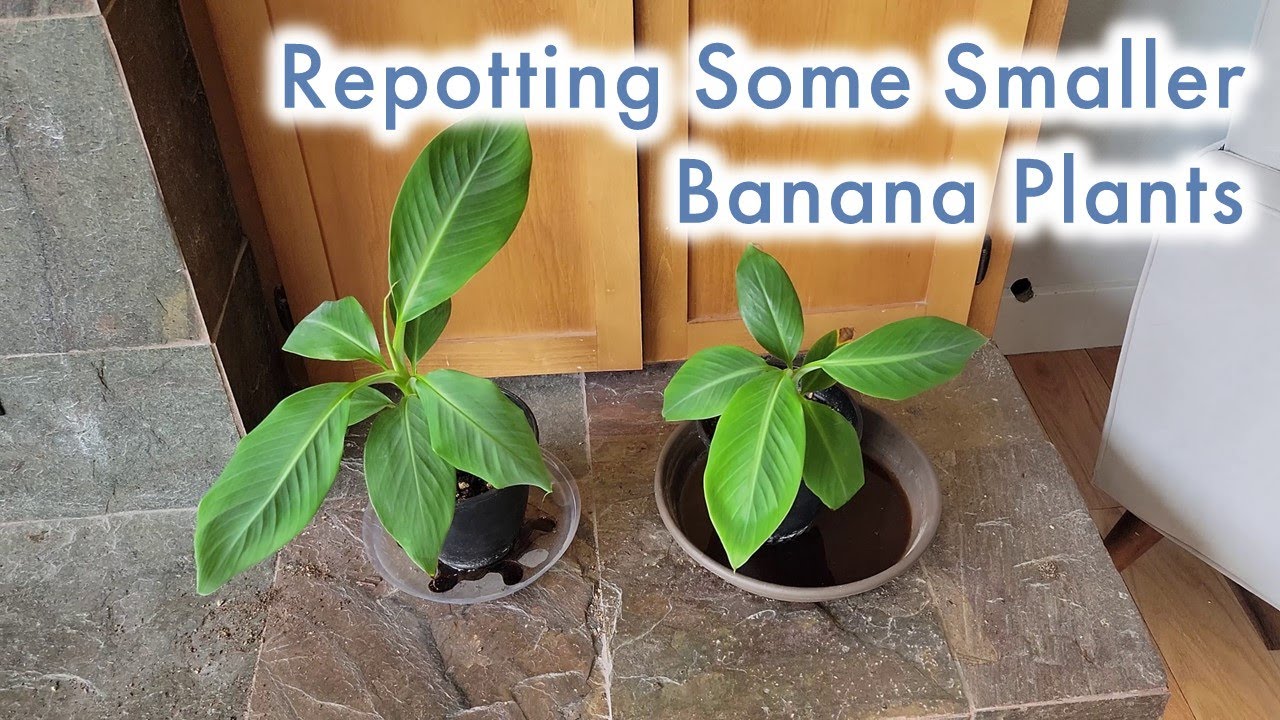 Baby Banana Plant Repotting - Musa Sikkimensis, Dwarf Cavendish, and Ice Cream (Blue Java) Bananas