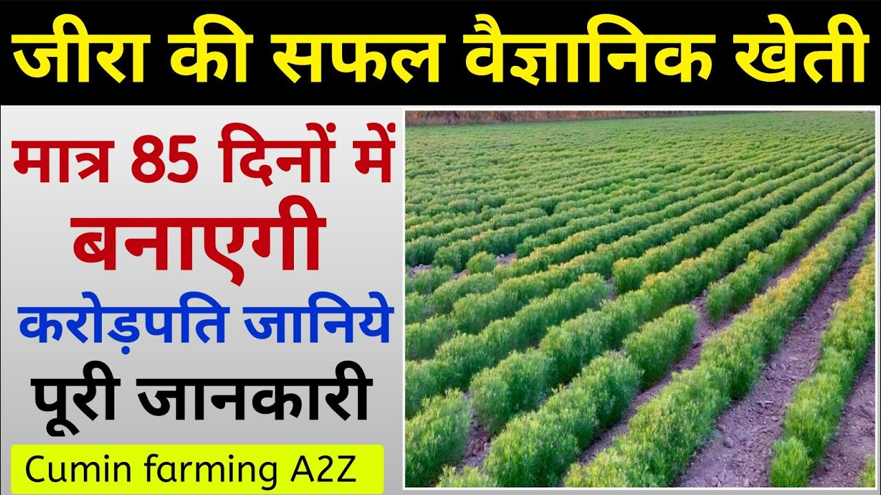 जीरा की खेती | Cumin farming | Jira ki kheti |जीरे की खेती कैसे करें| Cumin, farm, Jire ki kheti