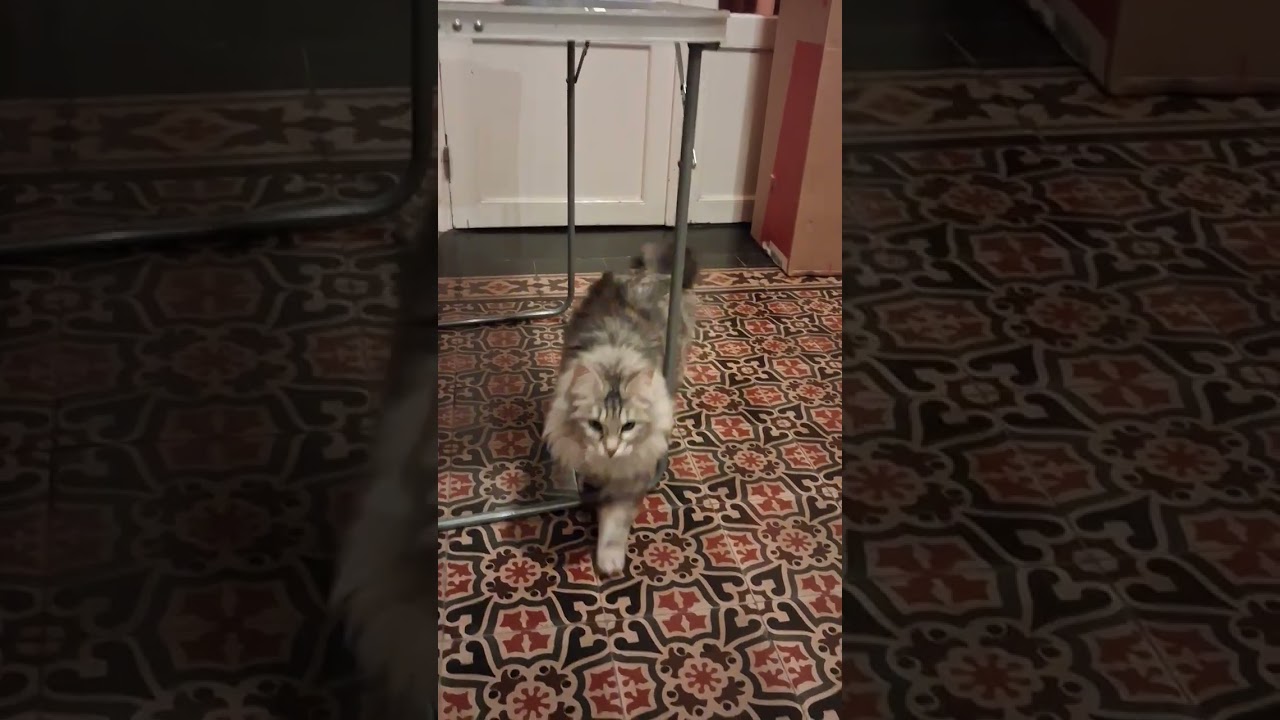 Сюзи, курильский  бобтейл,  #cat #funny
