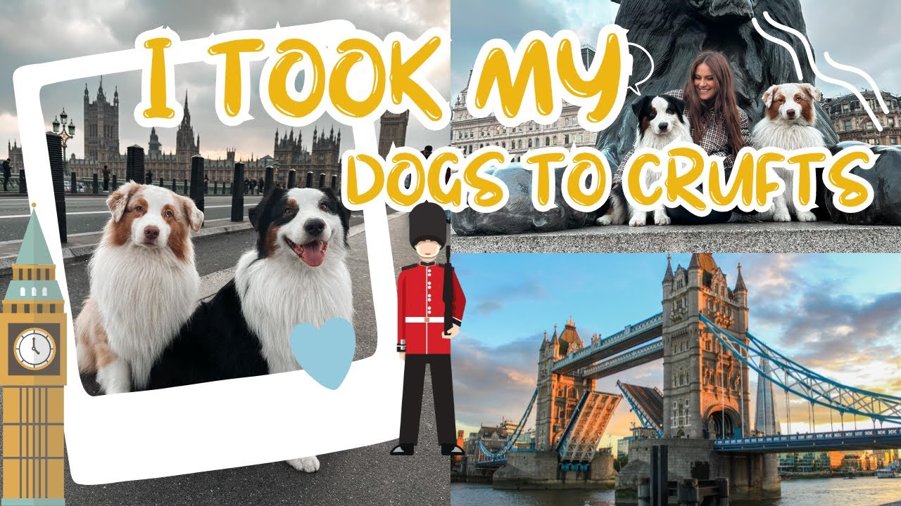I took my dogs to Crufts! | US to England