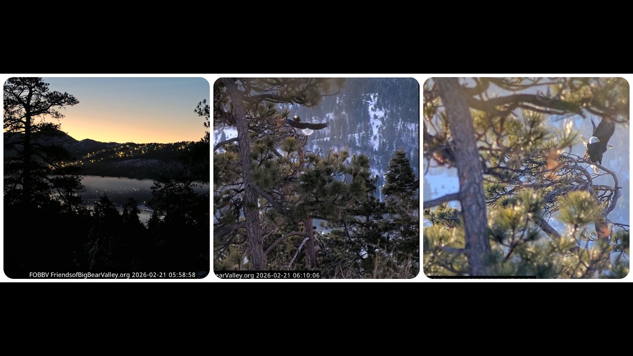 Jackie and Shadow, a lovely Saturday morning 21.02.2026 @FOBBVCAM