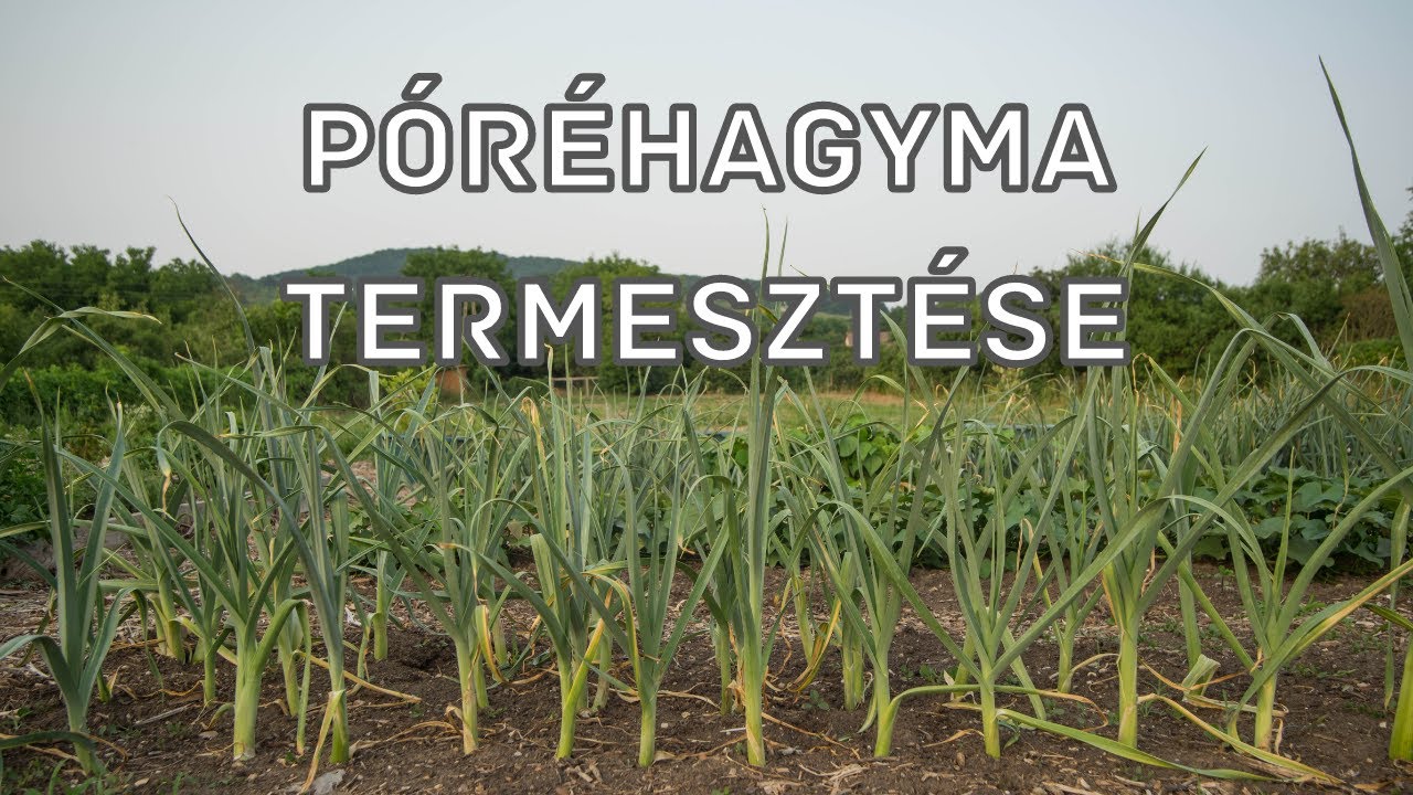 Póréhagyma termesztése a biokertben