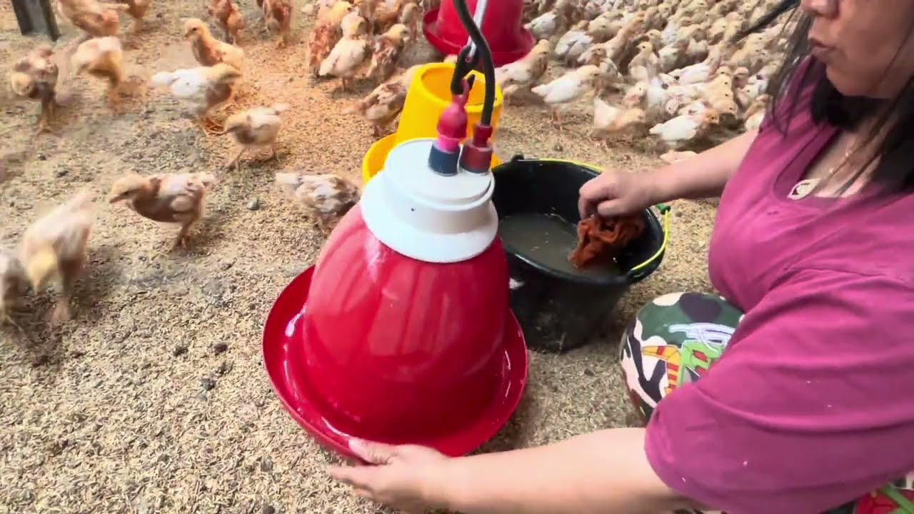 Eps. 2 Bekerja di peternakan memanen 920 butir telur dan mengurus 1500 anak ayam