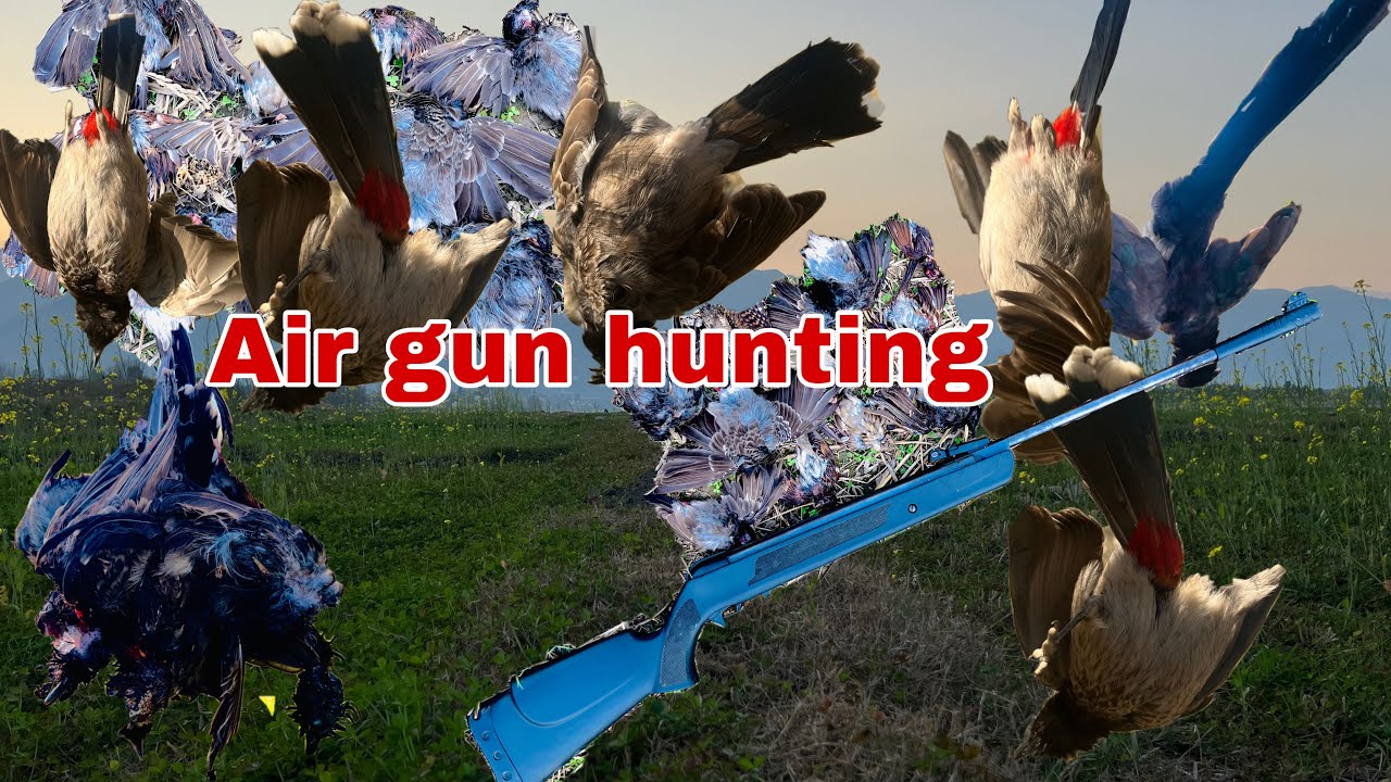 Pakistan birds Hunting air gun  || outdoor hunting vlogs || Pashto vlogs 