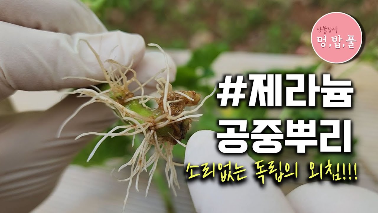 제라늄,공중뿌리 정식하기 