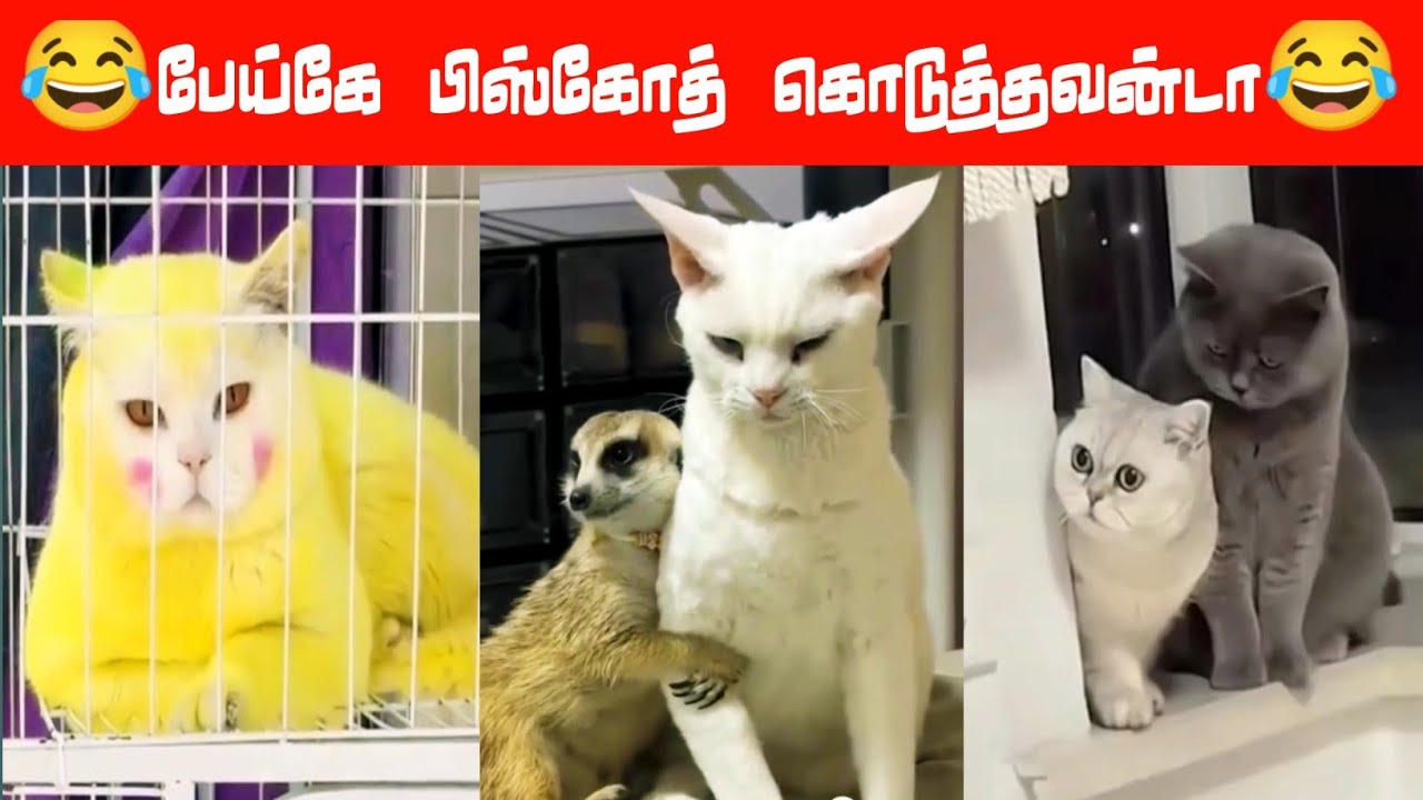 😂🐈🐕 எங்க டா புள்ளைய காணோம்....😂🐈🐕#viral #trending #comedy #funnyanimalvideos