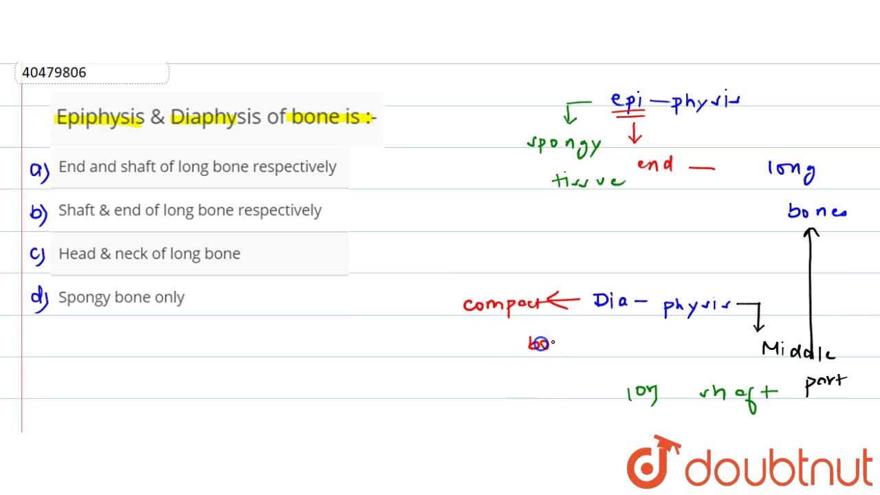 Epiphysis & Diaphysis of bone is :-