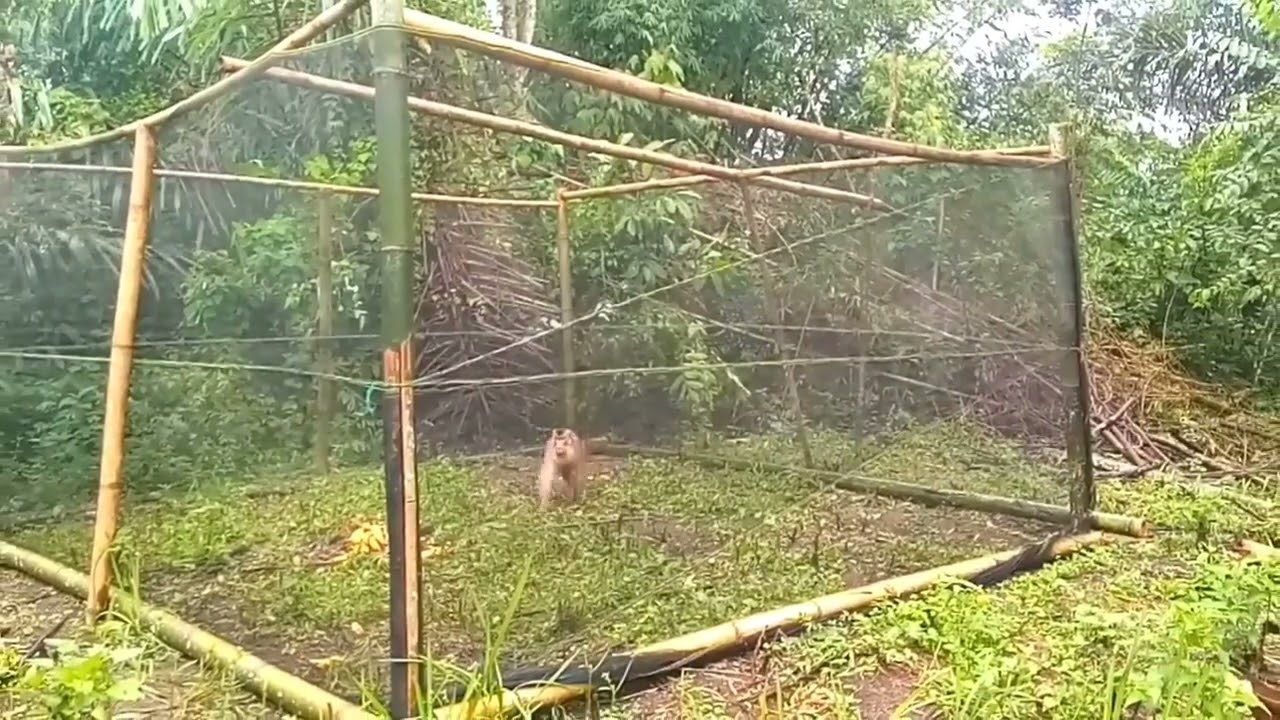 Nerve Wracking ‼️ Monkey trap ‼️