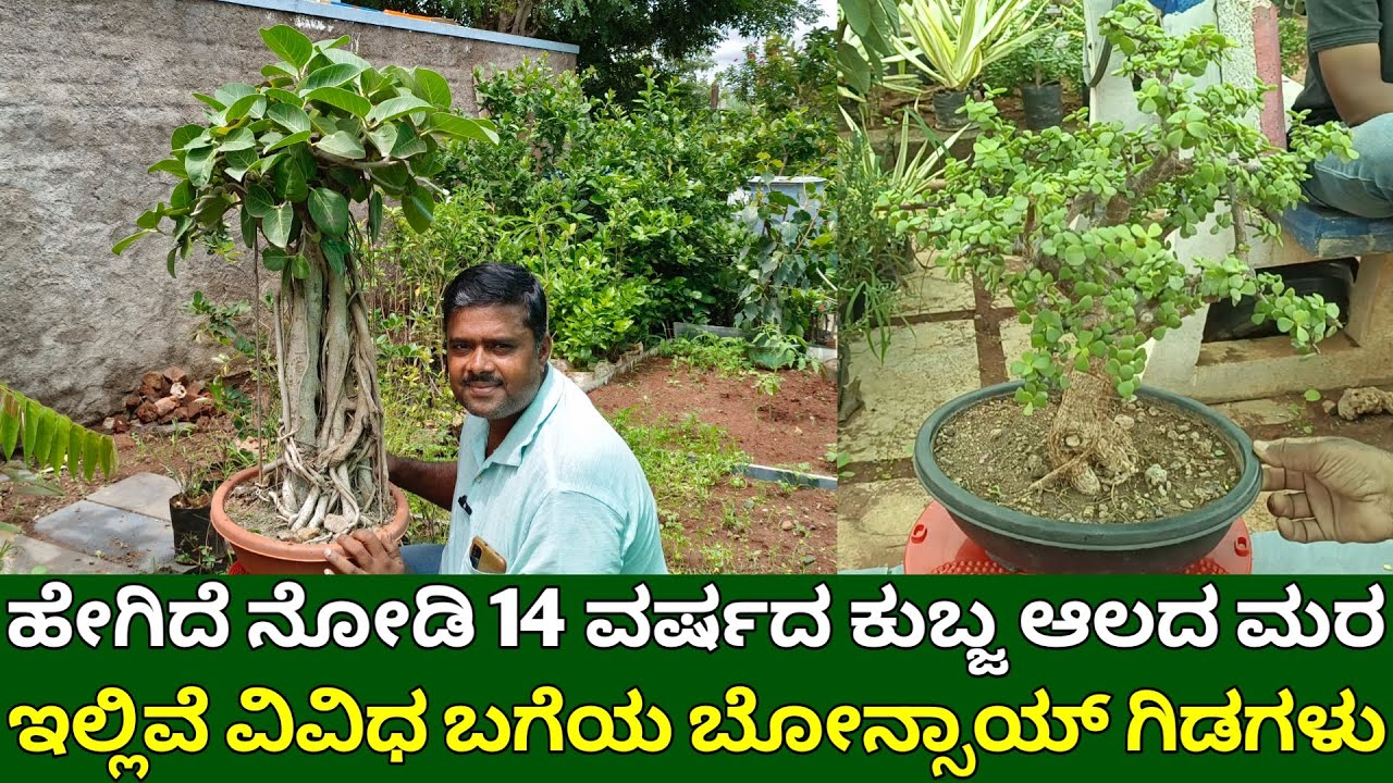 14 ವರ್ಷದ ಕುಬ್ಜ ಆಲದ ಮರ | ಇಲ್ಲಿವೆ ವಿವಿಧ ಬಗೆಯ ಬೋನ್ಸಾಯ್ ಗಿಡಗಳು | bonsai tree kannada | mame bonsai trees