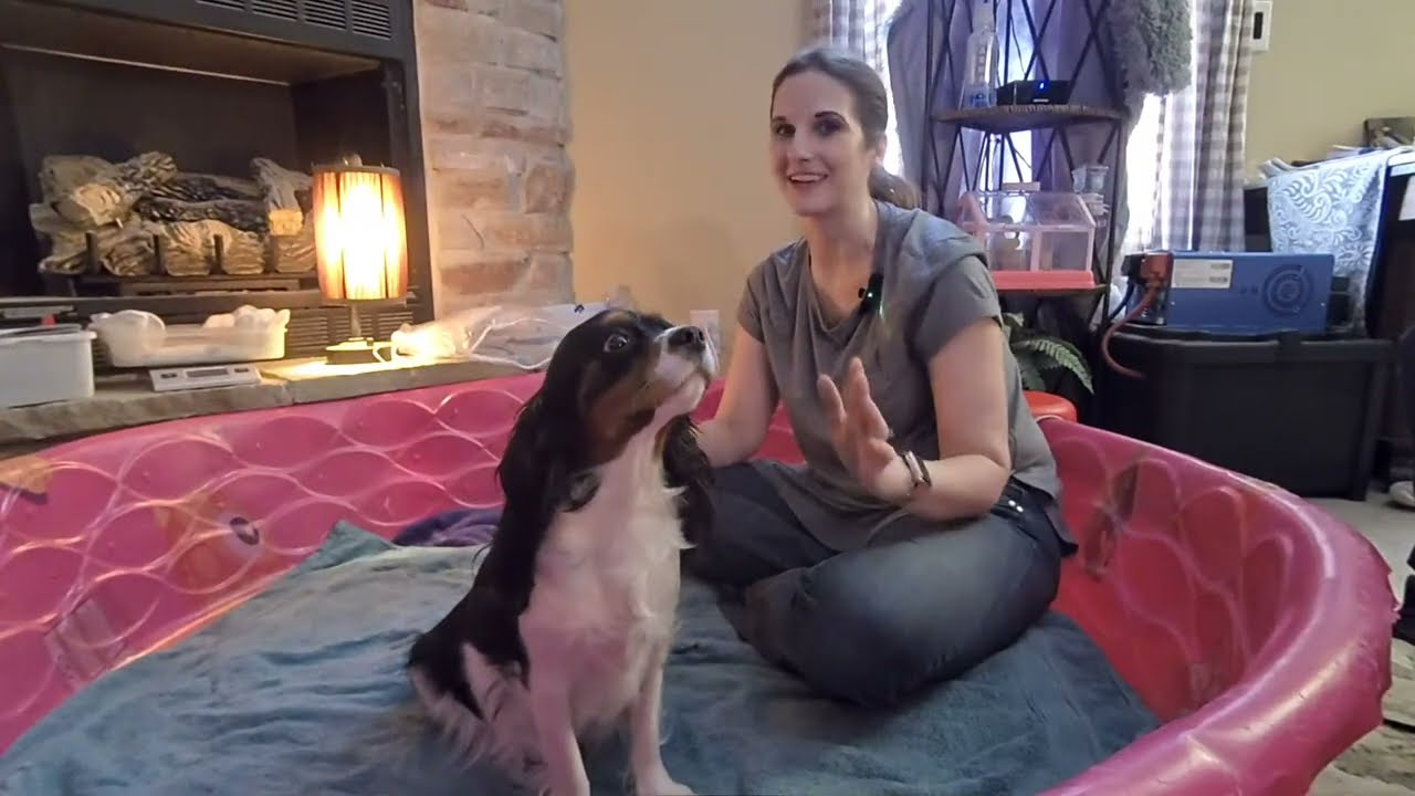 Mother Dog Gives Birth to 6 Puppies LIVE (first pup timestamped)