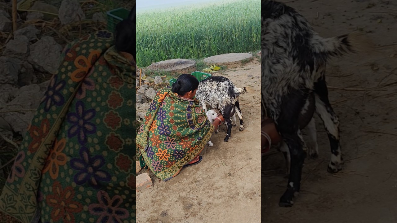Indian village morning activity #youtubeshorts #shortvideo #shorts