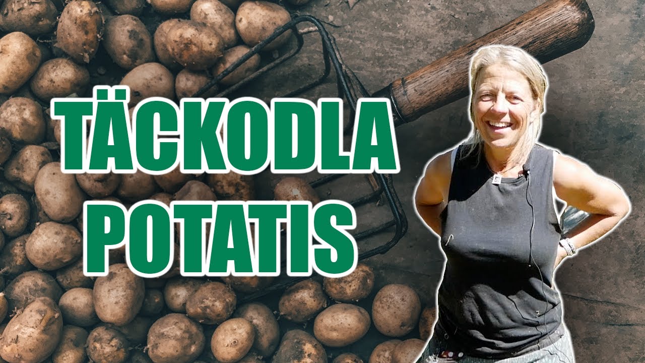 Täckodla potatis - Kosters Trädgårdar