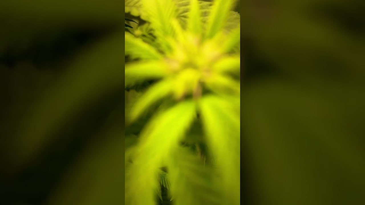 Black Domina Flower Day 15 🌱 Daily Update