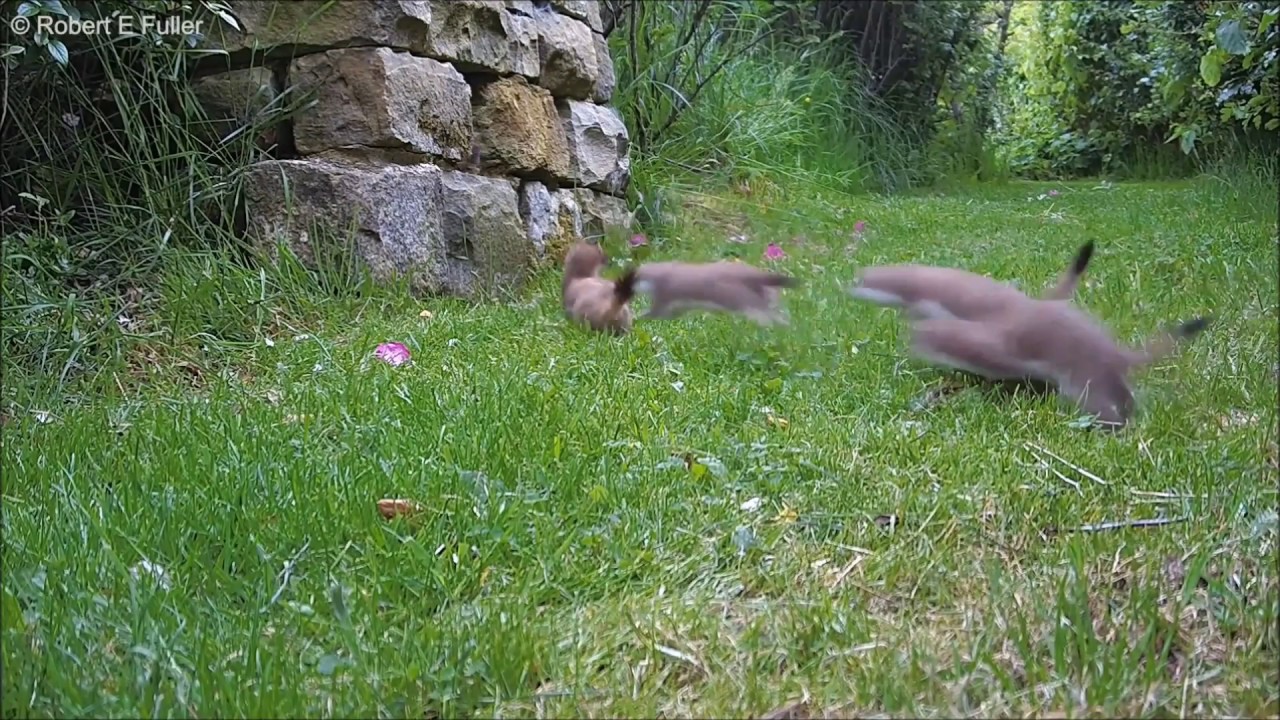 This Short Clip of Stoat Babies Out With Their Mum is Adorable | Discover Wildlife | Robert E Fuller