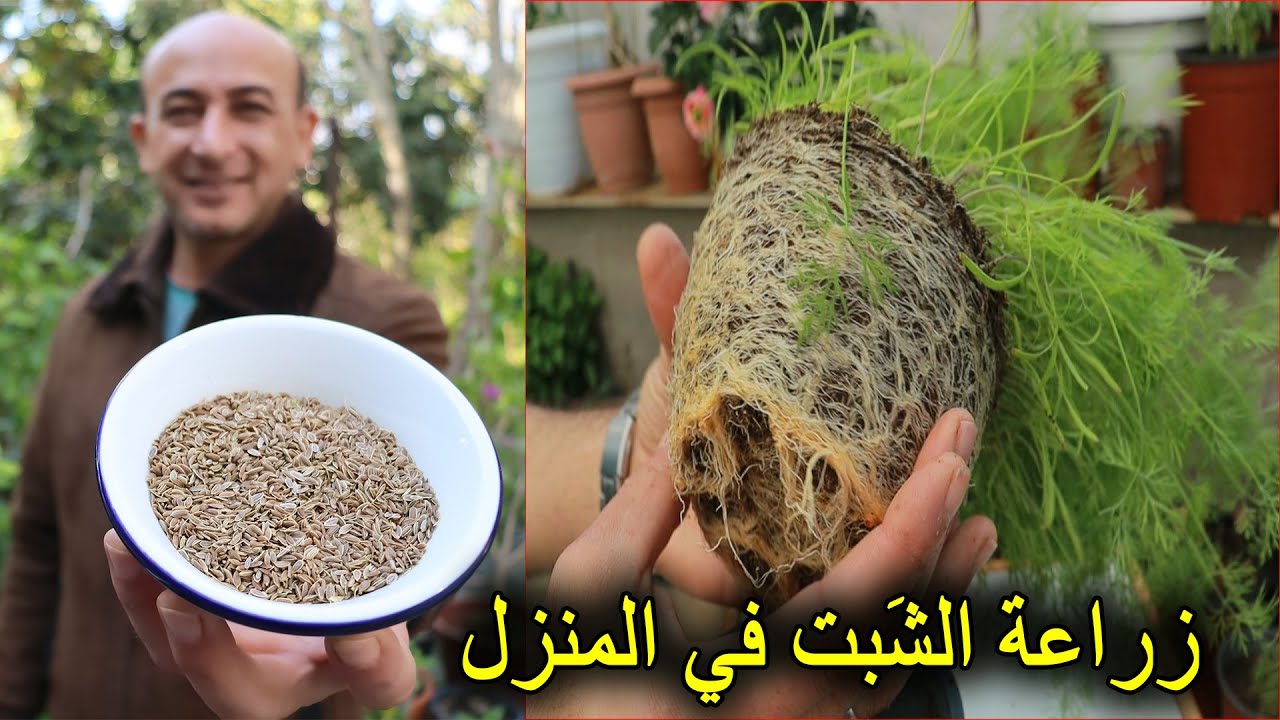 زراعة الشبت في المنزل | عين جرادة | الشبنت