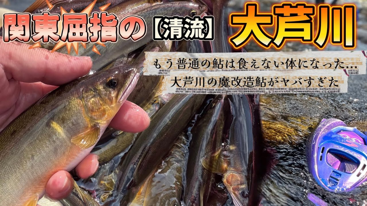 栃木県大芦川で鮎釣り！『サイズ&食味』シーズン終わりのご褒美