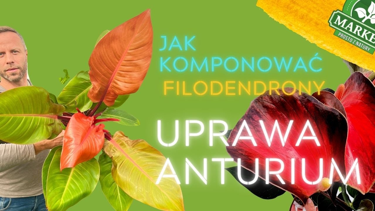 MODNE FILODENDRONY🌿 JAK UPRAWIAĆ ANTHURIUM? ,Tworzymy ciekawą kompozycję z roślin domowych.