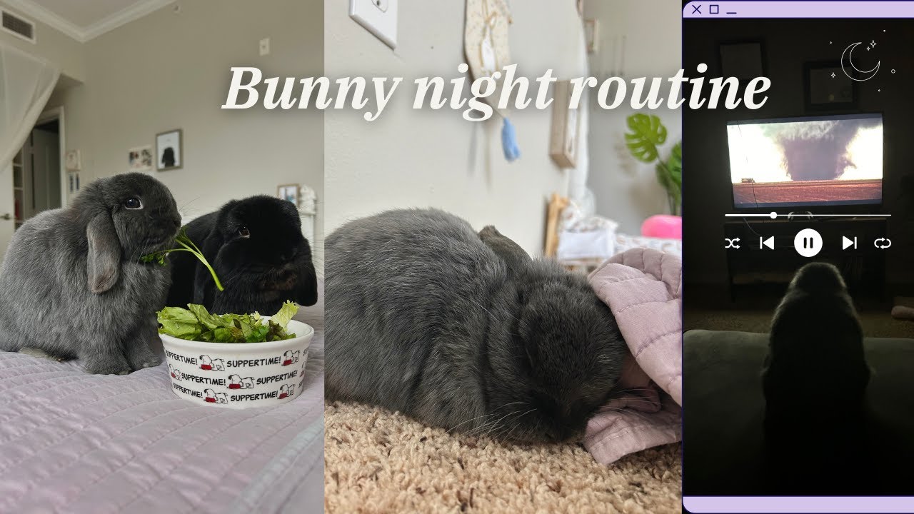 Our Bunny Night Routine! 🐰