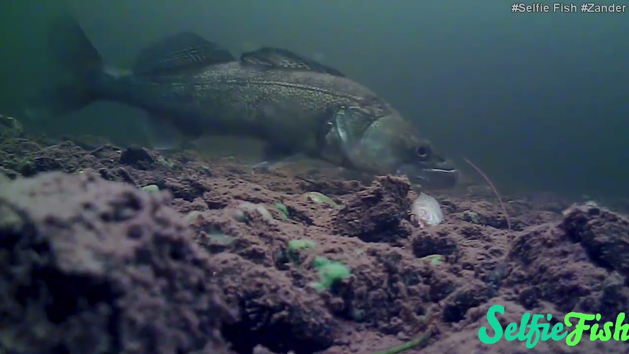SelfieFish presents Perch V Zander, a spy in the water!