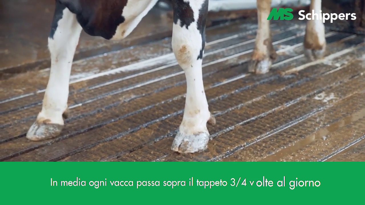 MS Schippers AutoHoofClean Zoccoli Puliti | Italiano