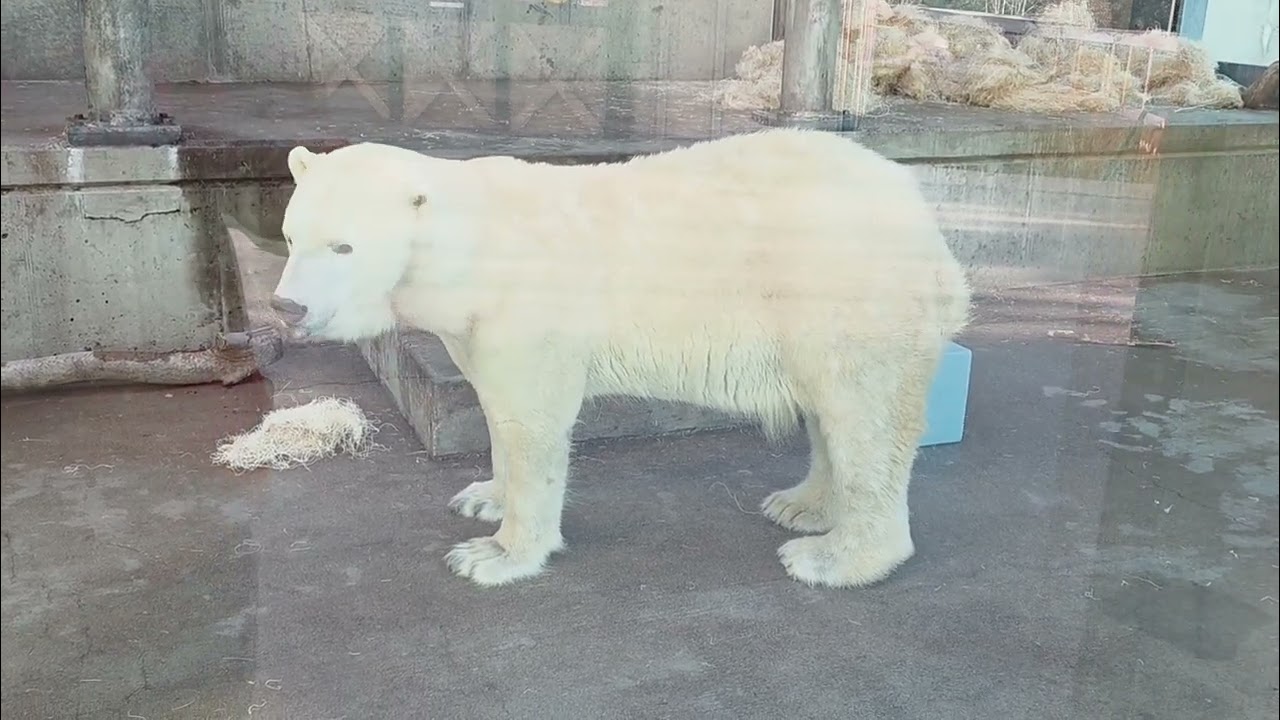 Polar Bears at Louisville Zoo 01/11/26