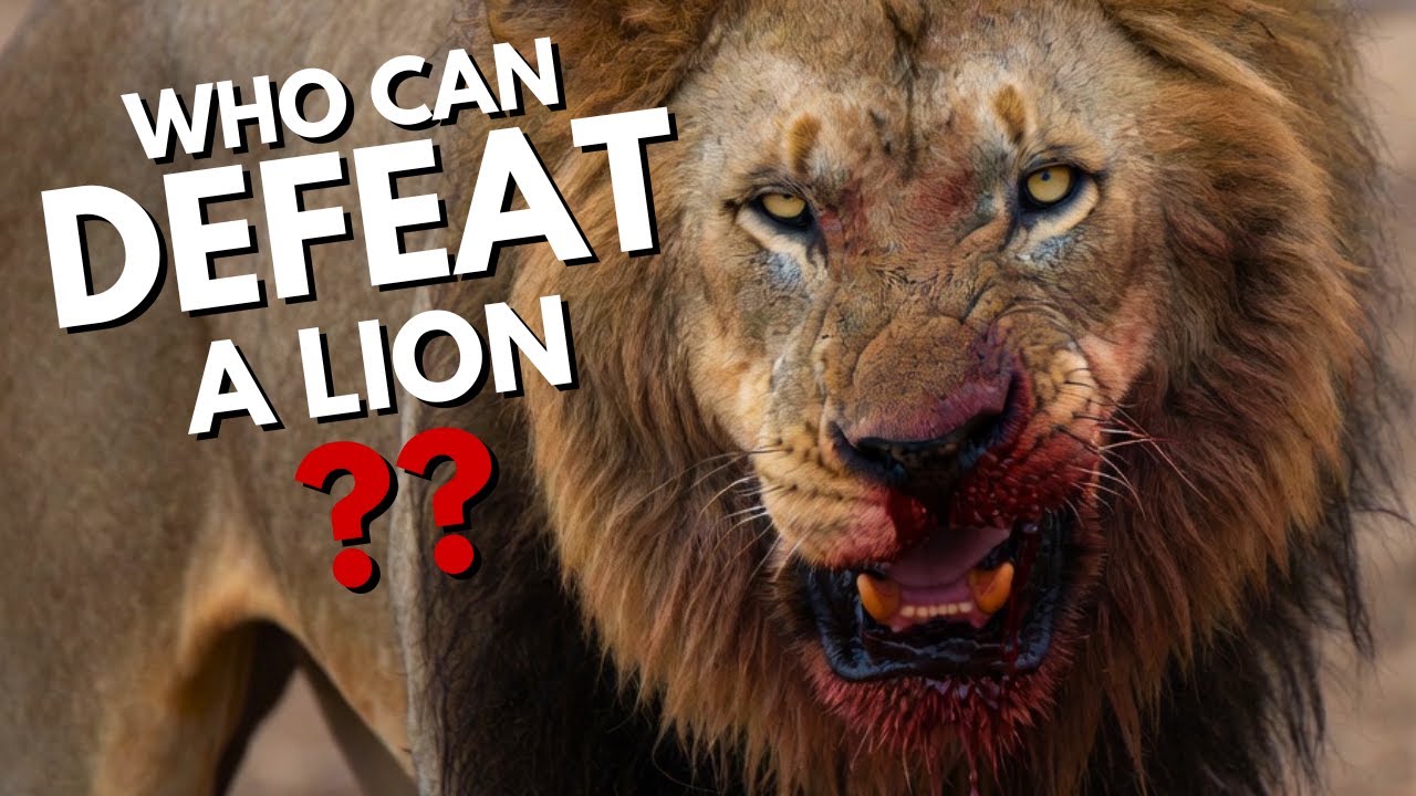 7 Animals Capable of DEFEATING a Lion
