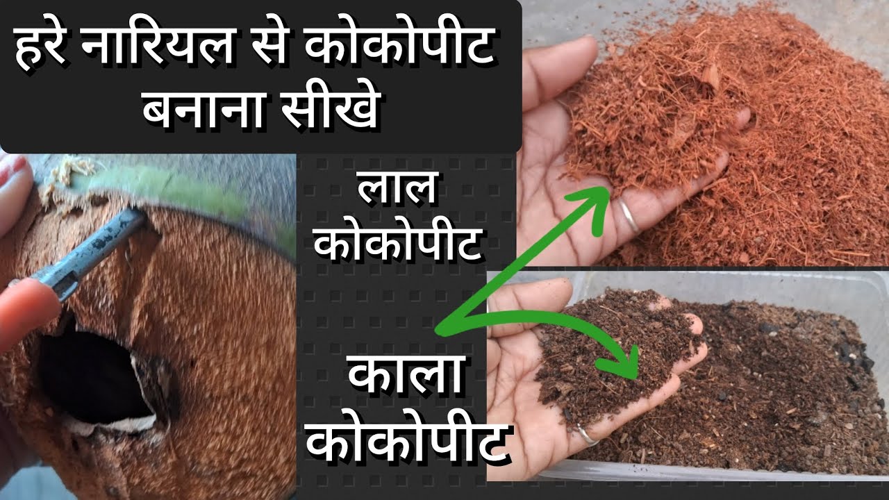 हरे नारियल से लाल कोकोपीट और काला कोकोपीट कैसे तैयार करें #cocopeat