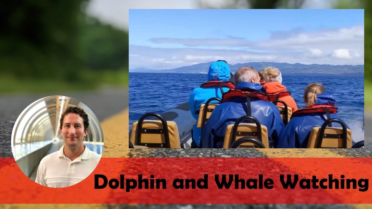Dolphin and Whale Watching with Picos de Aventura | Ponta Delgada, São Miguel, Azores