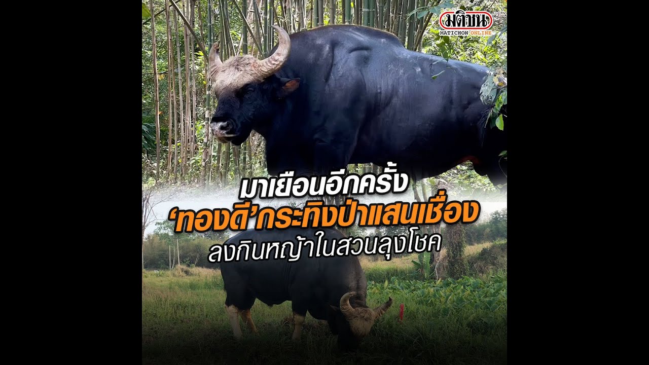 ทองดีกระทิงป่าแสนเชื่องออกจากเขตห้ามล่าสัตว์ป่าเขาแผงม้า : Matichon Online