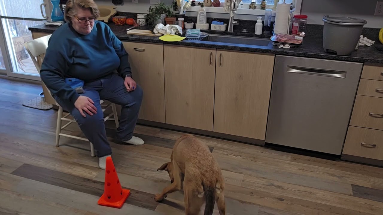 Train a new dog