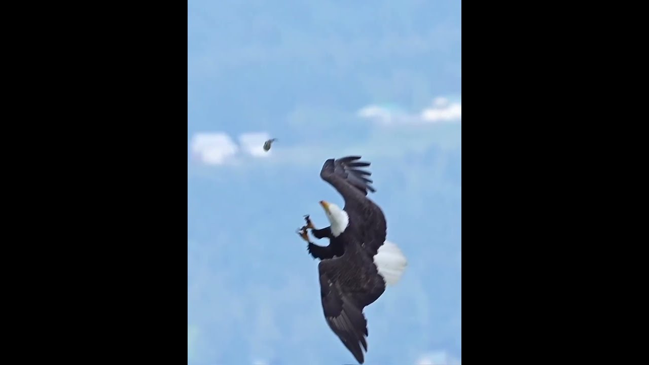 How Good is Eagle Vision...? 🤔🦅🤓 #shorts #viral #short #youtubeshorts #wildlife #eagles