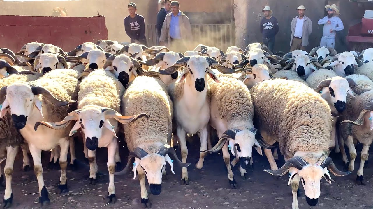 🎯بوووووم|- مفاجئة الموسم💣🎖الإخوان الدحوحي🎖يخلقون الحدت بفحول خيالية🚨 لي غتكون قنبلة🔥-سنة 2021.